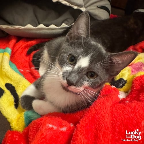 ZAXBY - Domestic Short Hair available for adoption