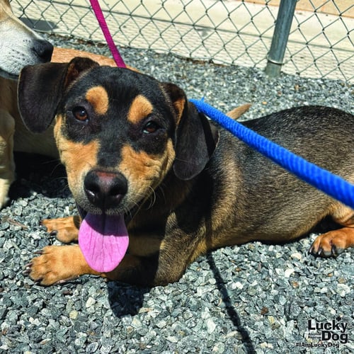 STONE - Dachshund available for adoption