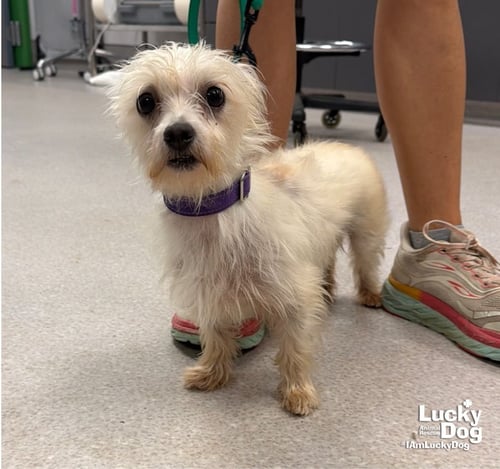 BENJAMIN - Yorkshire Terrier Yorkie available for adoption