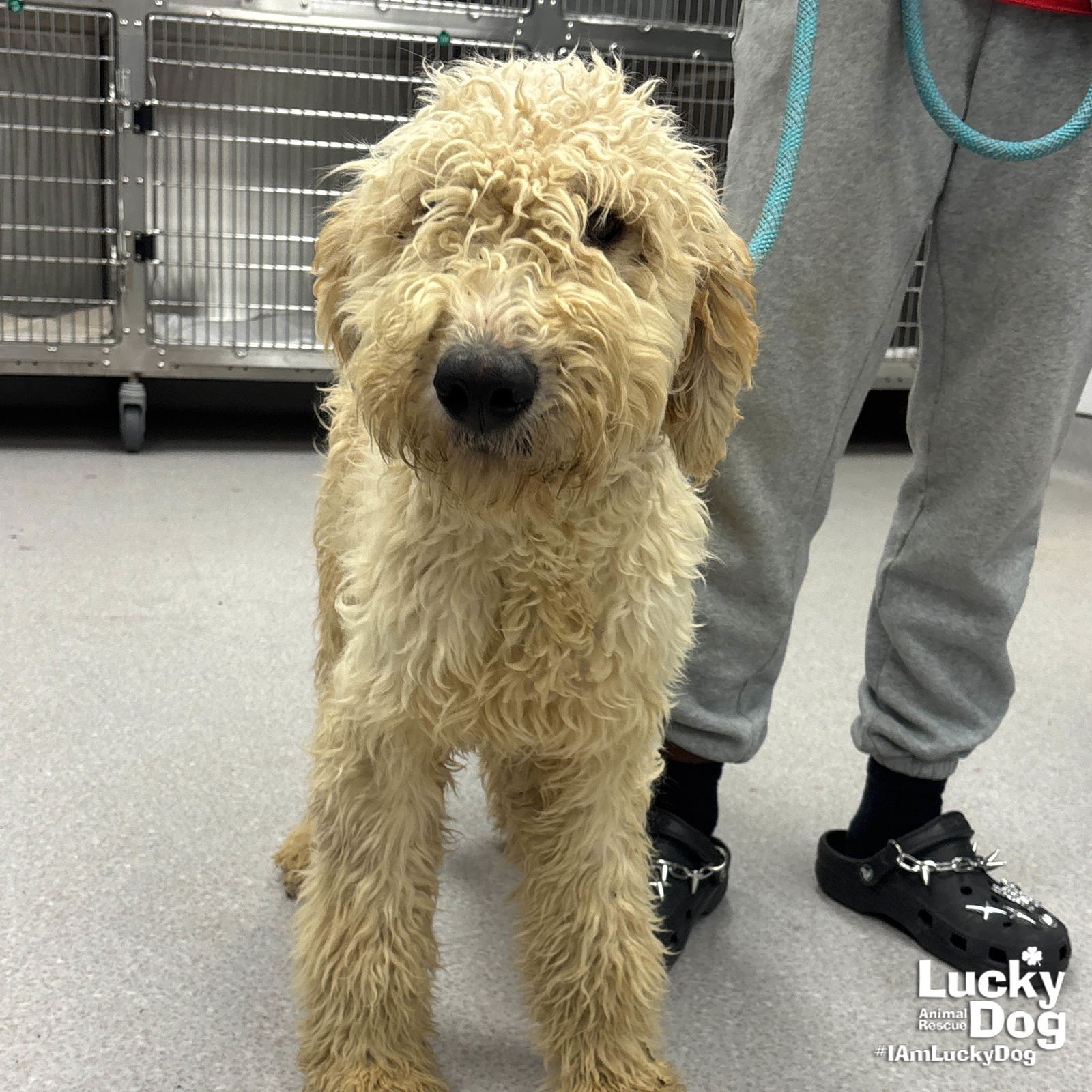 MOON - Golden Retriever / Poodle (unknown type) available for adoption