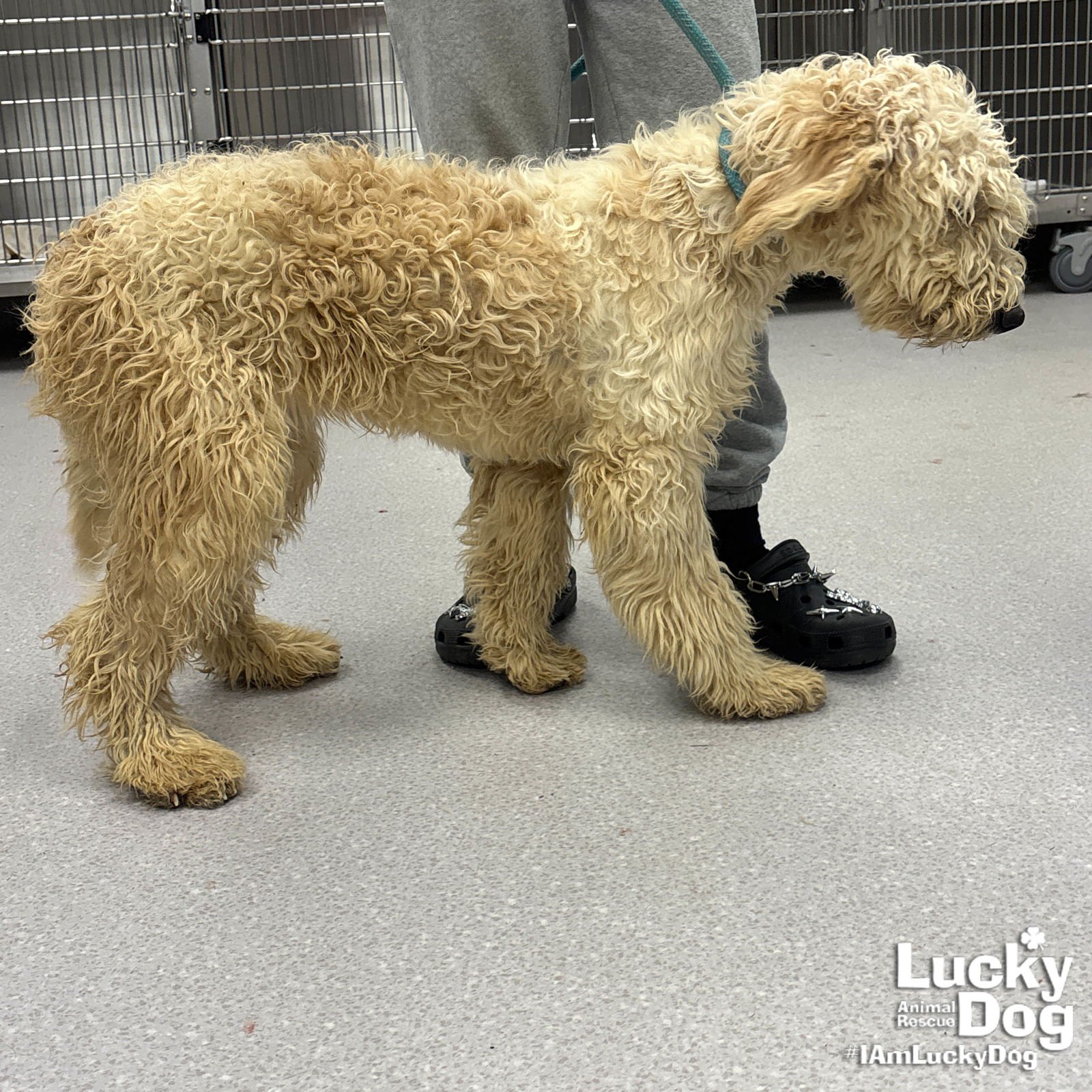 MOON - Golden Retriever / Poodle (unknown type) available for adoption