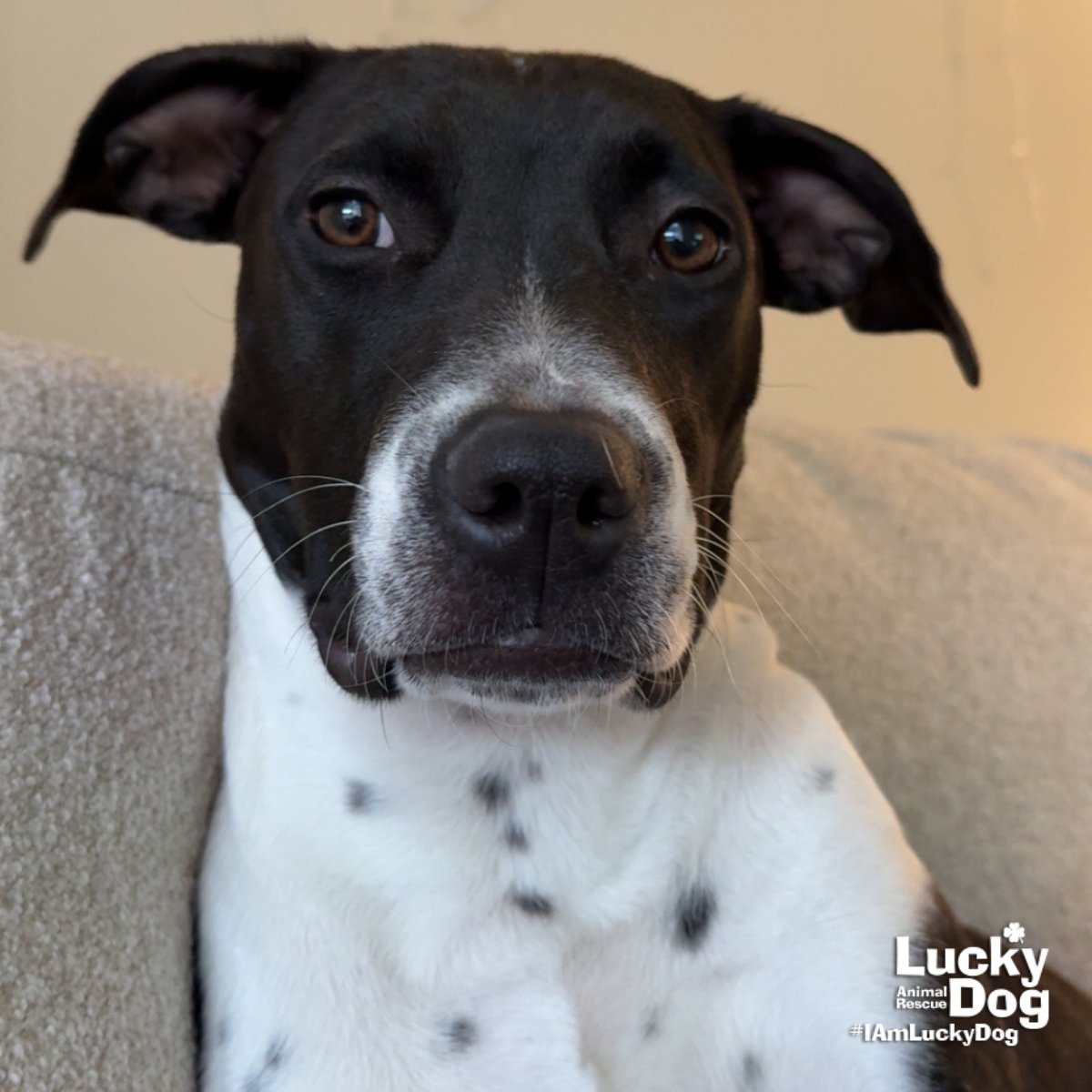 DENA - Pointer / Labrador Retriever available for adoption