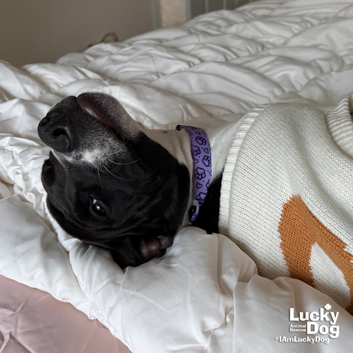 DENA - Pointer / Labrador Retriever available for adoption