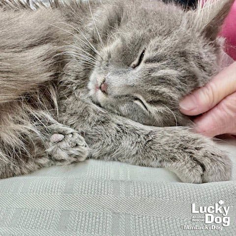 ULTRON - Domestic Long Hair available for adoption