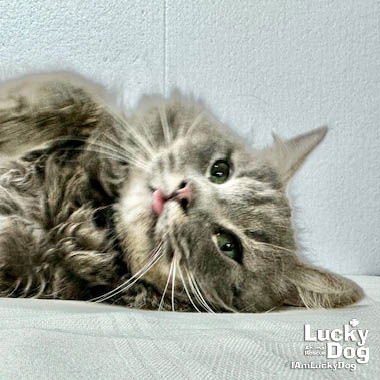 ULTRON - Domestic Long Hair available for adoption