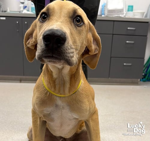SAM - Labrador Retriever available for adoption