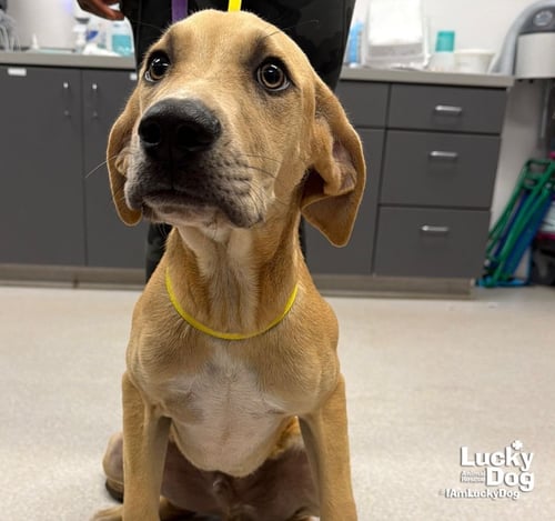SAM - Labrador Retriever available for adoption