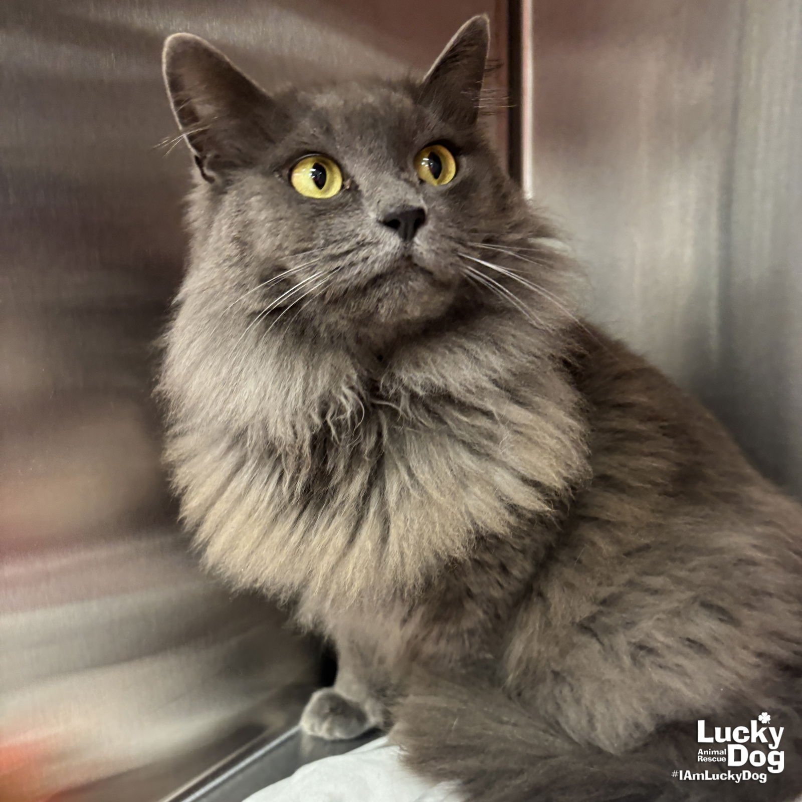 CHANEL - Domestic Long Hair available for adoption