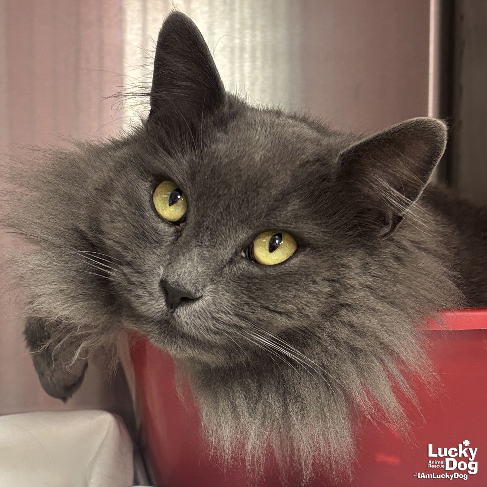 CHANEL - Domestic Long Hair available for adoption