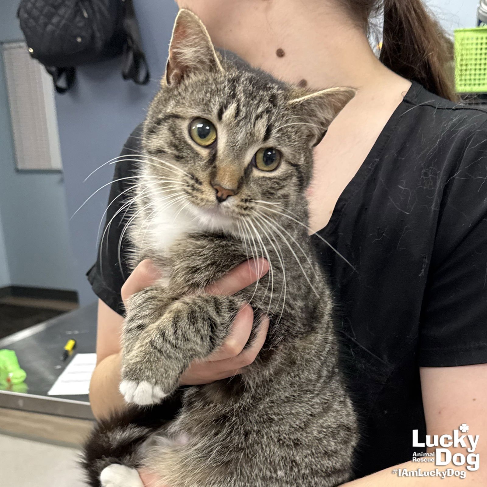 SUSHI - Domestic Short Hair / Tabby available for adoption