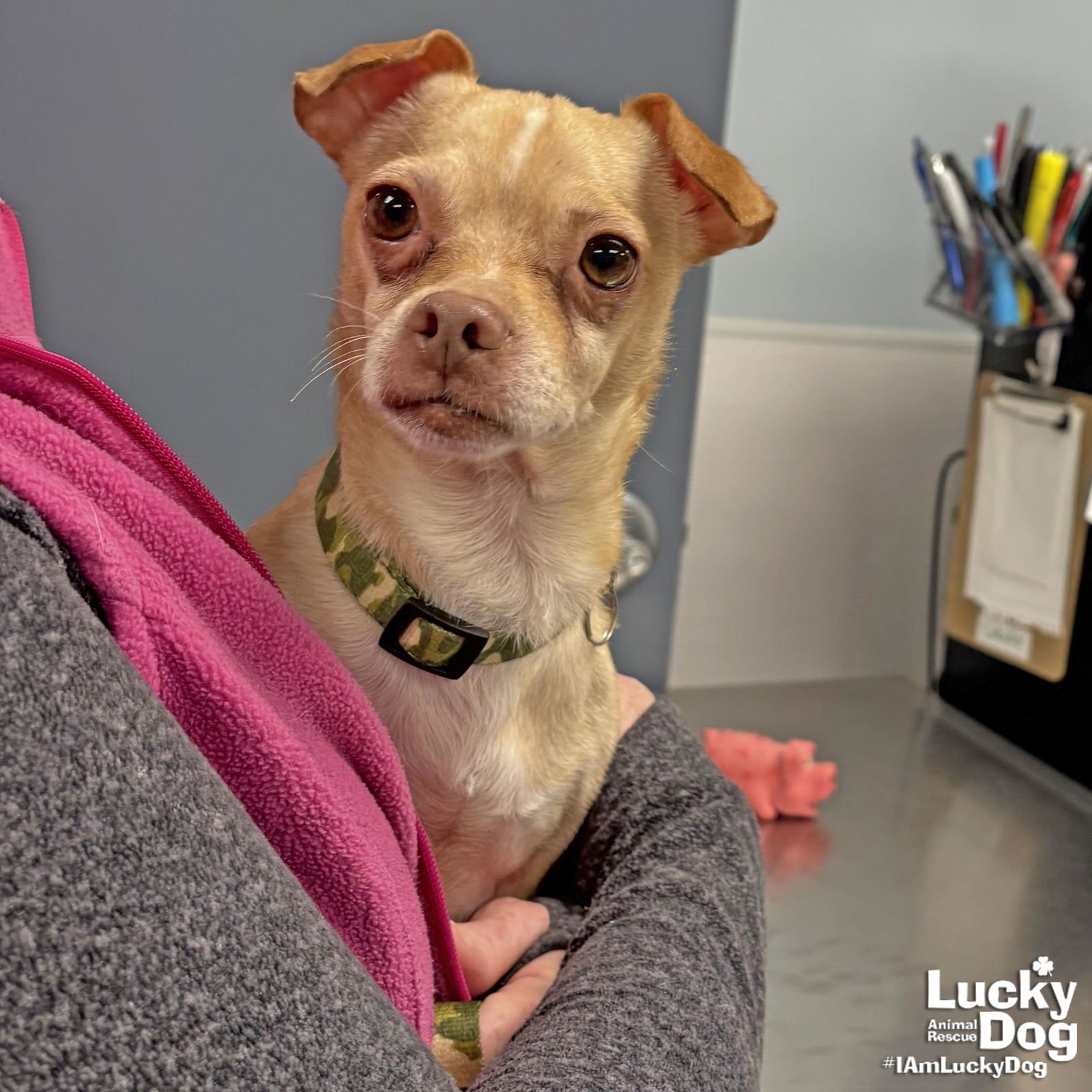 BLAZE - Chihuahua available for adoption