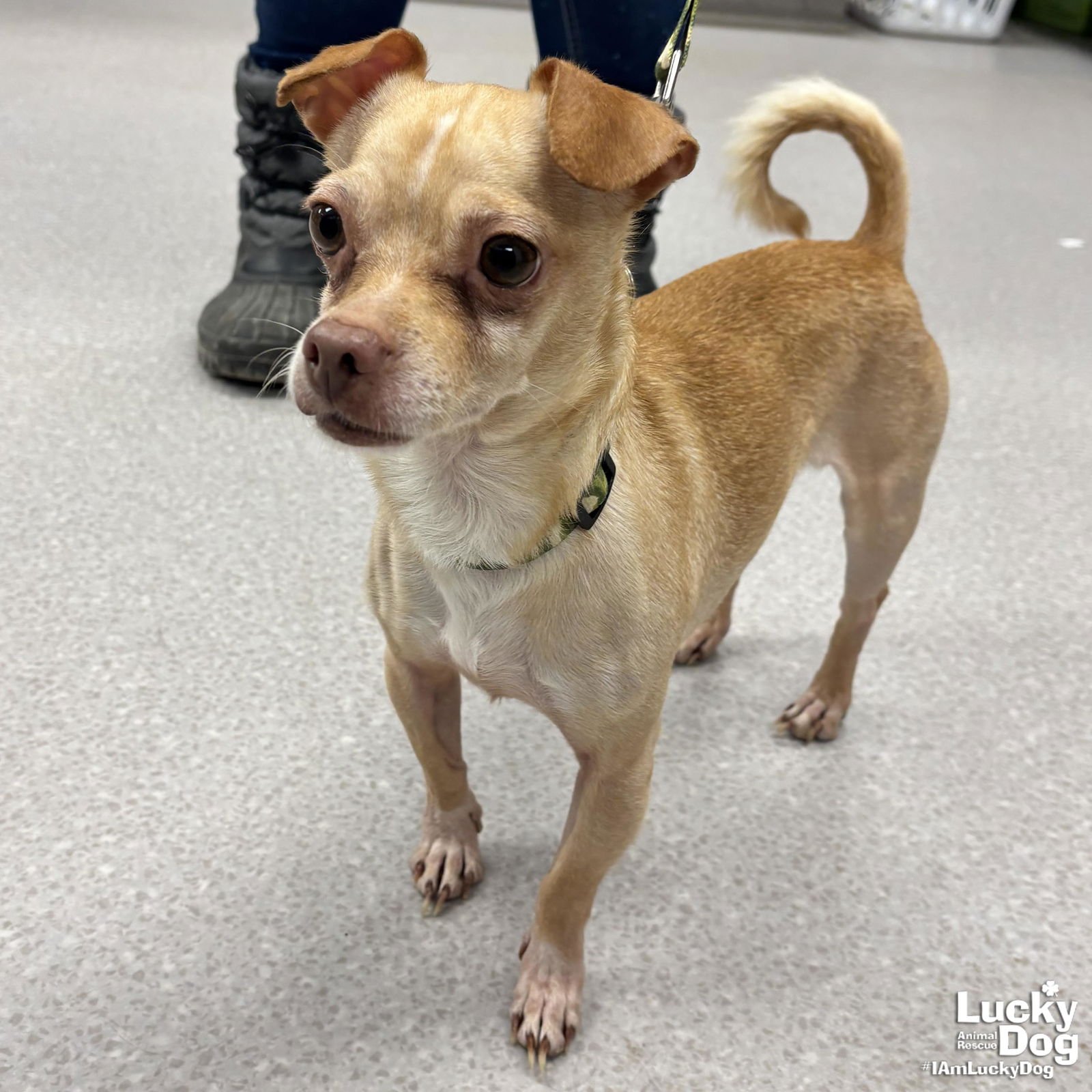 BLAZE - Chihuahua available for adoption