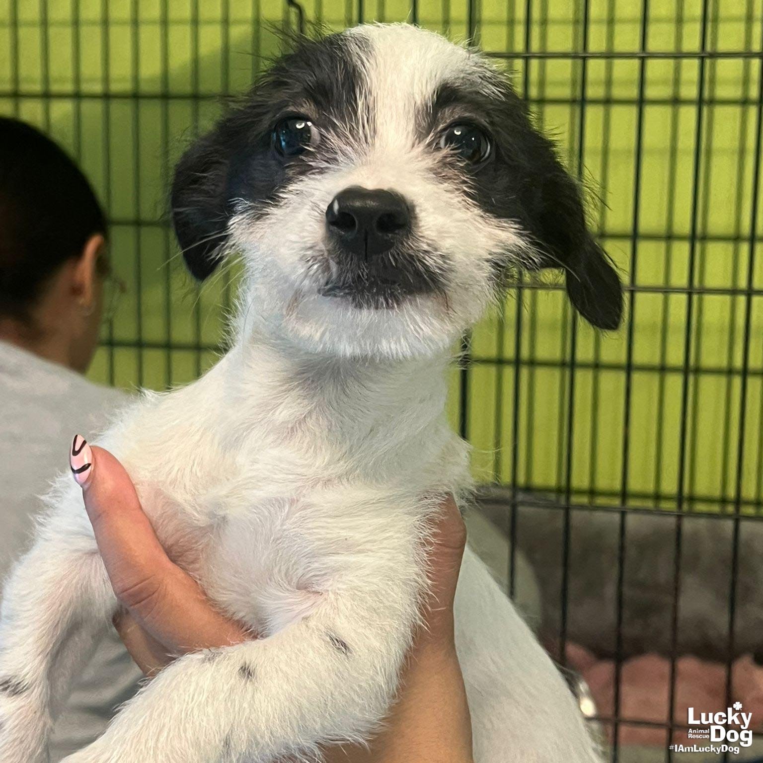 MERRY - Chihuahua available for adoption