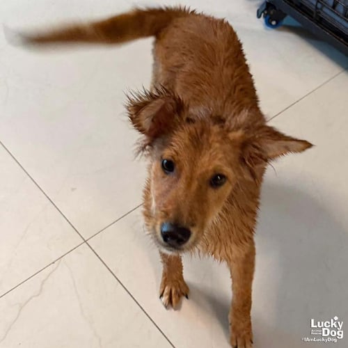 ARCHIE - Golden Retriever / Shepherd available for adoption