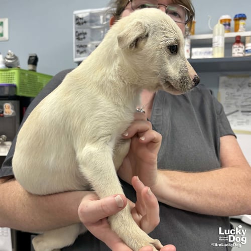 JAVA - Australian Shepherd / Shepherd available for adoption