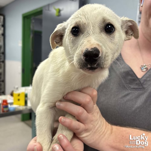 JAVA - Australian Shepherd / Shepherd available for adoption