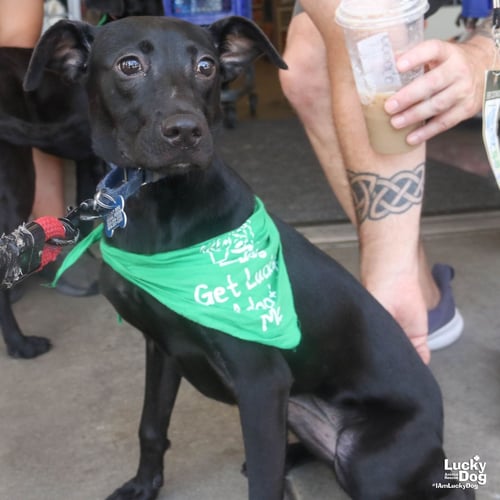 REMI - Labrador Retriever / Shepherd available for adoption