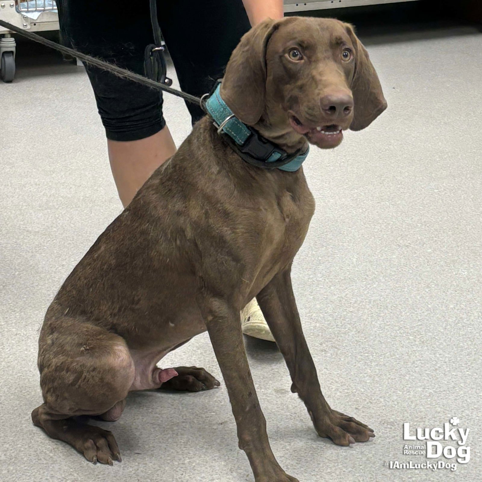 POLO - German Shorthaired Pointer available for adoption