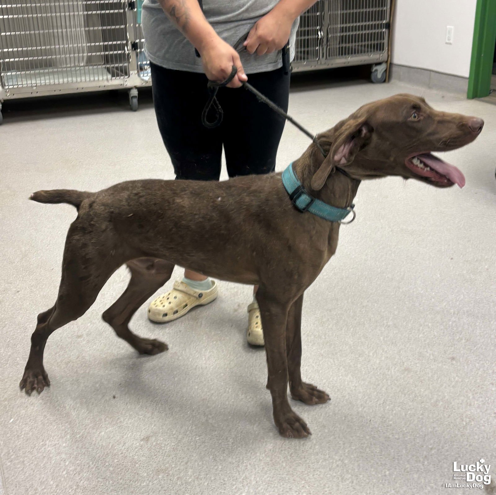 POLO - German Shorthaired Pointer available for adoption