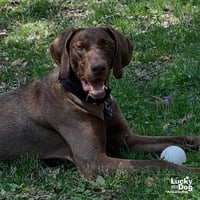 Polo - Photo 3