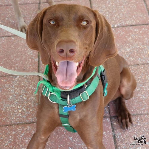 POLO - German Shorthaired Pointer available for adoption