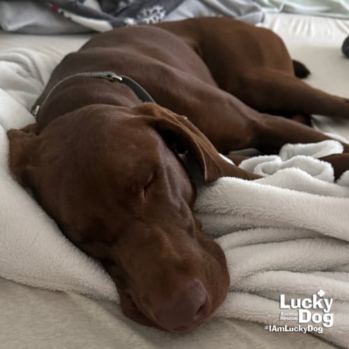 POLO - German Shorthaired Pointer available for adoption
