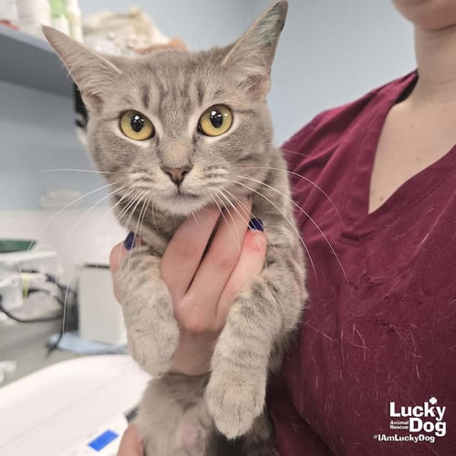 STORM - Domestic Short Hair / Tabby available for adoption