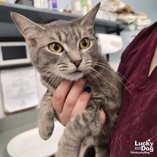 STORM - Domestic Short Hair / Tabby available for adoption