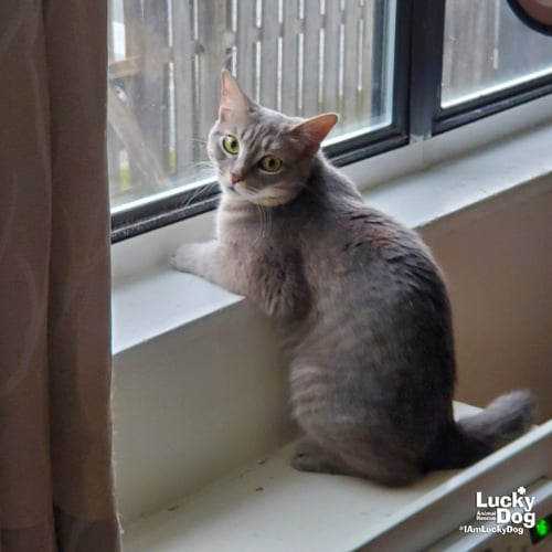STORM - Domestic Short Hair / Tabby available for adoption