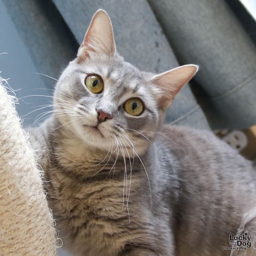 STORM - Domestic Short Hair / Tabby available for adoption