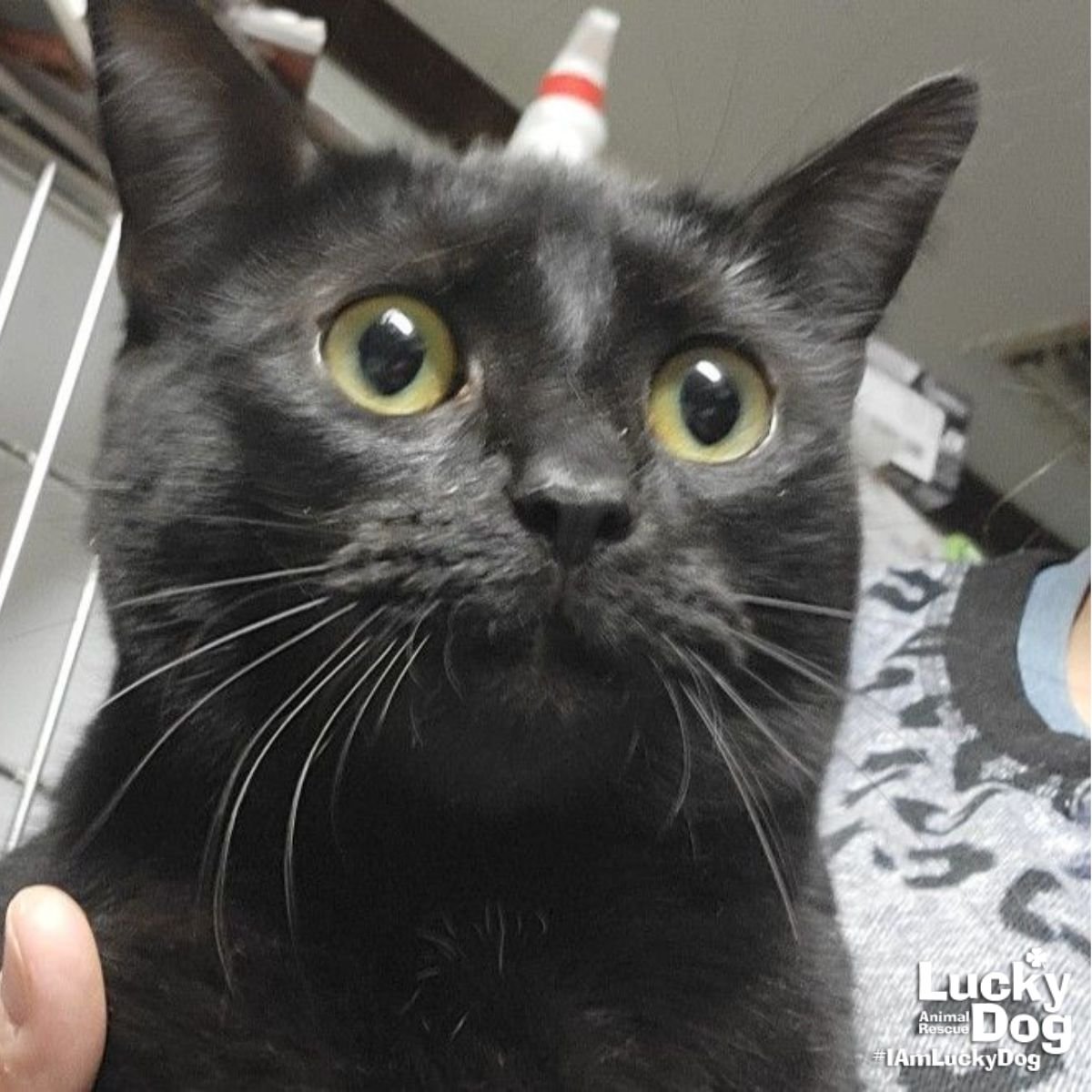 NORMA - Domestic Short Hair available for adoption