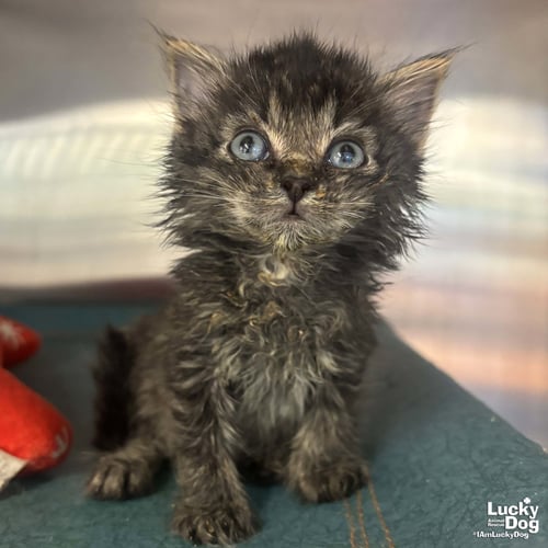 ALFALFA - Domestic Short Hair available for adoption