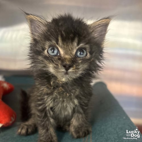 ALFALFA - Domestic Short Hair available for adoption