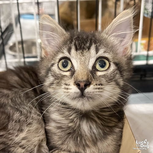 ALFALFA - Domestic Short Hair available for adoption