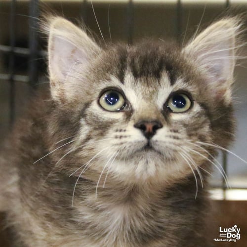ALFALFA - Domestic Short Hair available for adoption