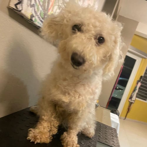BLANCHETTE - Poodle (Miniature) available for adoption