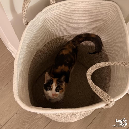TRIPIE - Domestic Short Hair available for adoption
