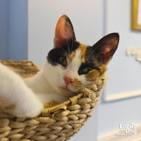 Tripie - Photo 3