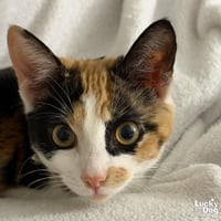 Tripie - Photo 4