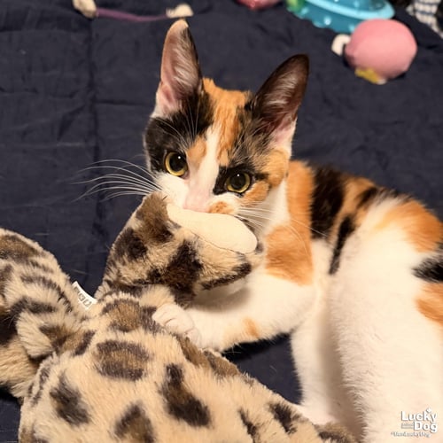 TRIPIE - Domestic Short Hair available for adoption