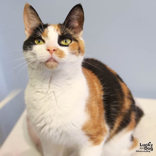 TRIPIE - Domestic Short Hair available for adoption