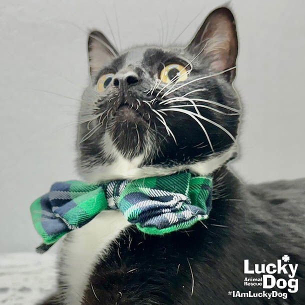 SKY - Domestic Short Hair available for adoption