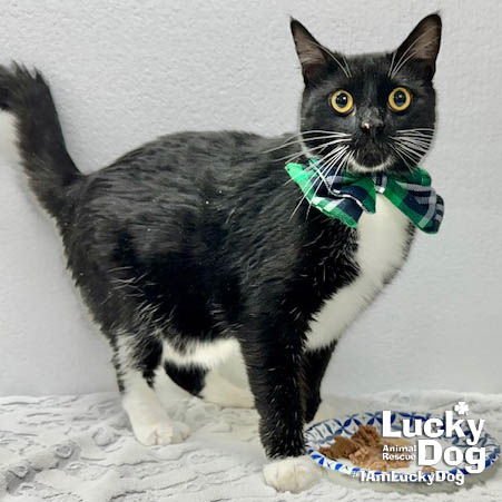 SKY - Domestic Short Hair available for adoption