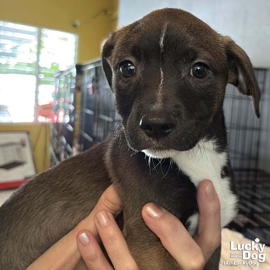 CARTER - Labrador Retriever available for adoption