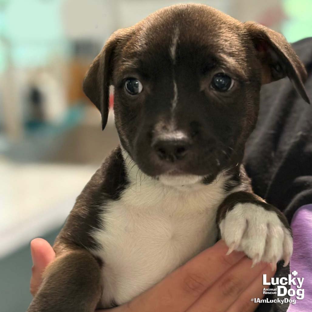 CARTER - Labrador Retriever available for adoption