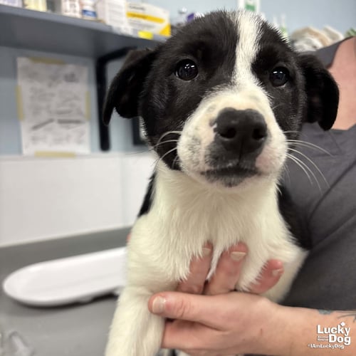 JEANINE - Australian Shepherd / Shepherd available for adoption