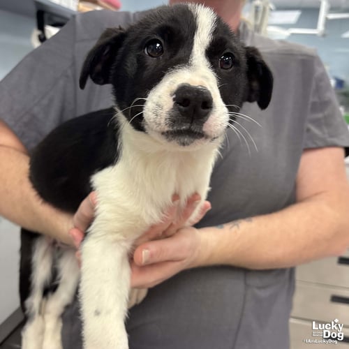 JEANINE - Australian Shepherd / Shepherd available for adoption