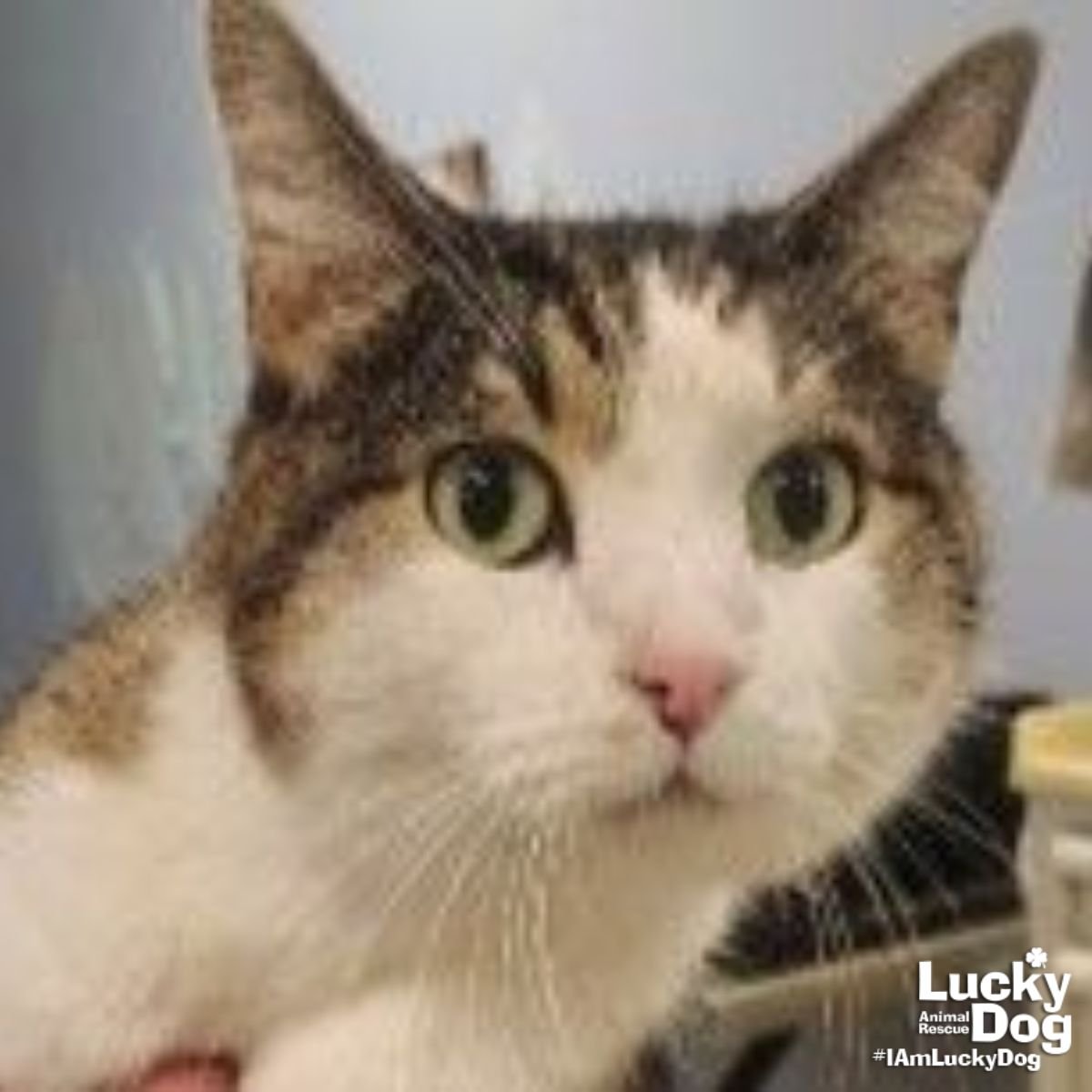 GIZMO - Domestic Short Hair available for adoption