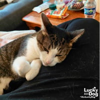 Gizmo - Photo 3