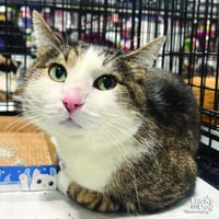 Gizmo - Photo 1